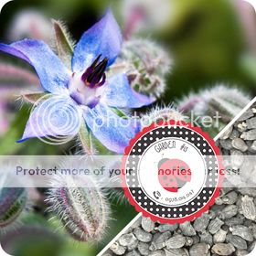 Cà Chua Đen, Cà Chua Beefsteak, Dưa Chuột Tí Hon, Cải Kale, Ớt Mexico...giống Mỹ 100% - 14