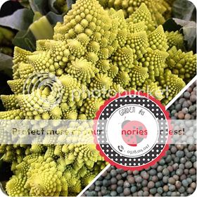 Cà Chua Đen, Cà Chua Beefsteak, Dưa Chuột Tí Hon, Cải Kale, Ớt Mexico...giống Mỹ 100% - 15