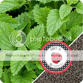 Cà Chua Đen, Cà Chua Beefsteak, Dưa Chuột Tí Hon, Cải Kale, Ớt Mexico...giống Mỹ 100% - 16