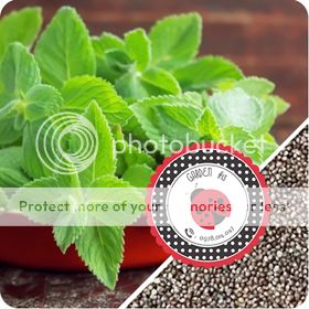 Cà Chua Đen, Cà Chua Beefsteak, Dưa Chuột Tí Hon, Cải Kale, Ớt Mexico...giống Mỹ 100% - 17