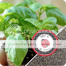 Cà Chua Đen, Cà Chua Beefsteak, Dưa Chuột Tí Hon, Cải Kale, Ớt Mexico...giống Mỹ 100% - 18