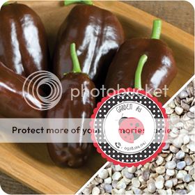 Cà Chua Đen, Cà Chua Beefsteak, Dưa Chuột Tí Hon, Cải Kale, Ớt Mexico...giống Mỹ 100% - 19