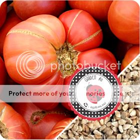 Cà Chua Đen, Cà Chua Beefsteak, Dưa Chuột Tí Hon, Cải Kale, Ớt Mexico...giống Mỹ 100% - 20