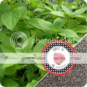 Cà Chua Đen, Cà Chua Beefsteak, Dưa Chuột Tí Hon, Cải Kale, Ớt Mexico...giống Mỹ 100% - 21