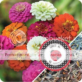 Cà Chua Đen, Cà Chua Beefsteak, Dưa Chuột Tí Hon, Cải Kale, Ớt Mexico...giống Mỹ 100% - 22