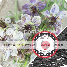 Cà Chua Đen, Cà Chua Beefsteak, Dưa Chuột Tí Hon, Cải Kale, Ớt Mexico...giống Mỹ 100% - 23