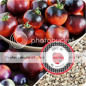 Cà Chua Đen, Cà Chua Beefsteak, Dưa Chuột Tí Hon, Cải Kale, Ớt Mexico...giống Mỹ 100% - 1