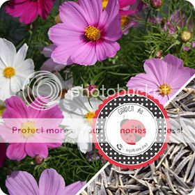 Cà Chua Đen, Cà Chua Beefsteak, Dưa Chuột Tí Hon, Cải Kale, Ớt Mexico...giống Mỹ 100% - 25