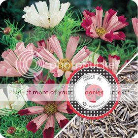 Cà Chua Đen, Cà Chua Beefsteak, Dưa Chuột Tí Hon, Cải Kale, Ớt Mexico...giống Mỹ 100% - 26