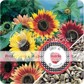 Cà Chua Đen, Cà Chua Beefsteak, Dưa Chuột Tí Hon, Cải Kale, Ớt Mexico...giống Mỹ 100% - 27