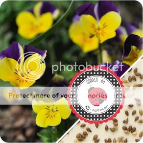 Cà Chua Đen, Cà Chua Beefsteak, Dưa Chuột Tí Hon, Cải Kale, Ớt Mexico...giống Mỹ 100% - 30