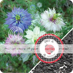 Cà Chua Đen, Cà Chua Beefsteak, Dưa Chuột Tí Hon, Cải Kale, Ớt Mexico...giống Mỹ 100% - 31