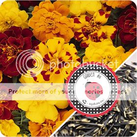 Cà Chua Đen, Cà Chua Beefsteak, Dưa Chuột Tí Hon, Cải Kale, Ớt Mexico...giống Mỹ 100% - 33