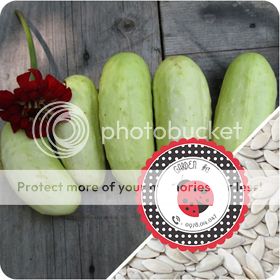 Cà Chua Đen, Cà Chua Beefsteak, Dưa Chuột Tí Hon, Cải Kale, Ớt Mexico...giống Mỹ 100% - 2