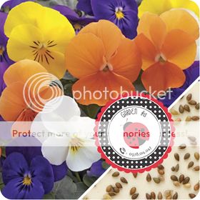 Cà Chua Đen, Cà Chua Beefsteak, Dưa Chuột Tí Hon, Cải Kale, Ớt Mexico...giống Mỹ 100% - 34