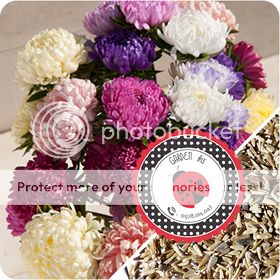 Cà Chua Đen, Cà Chua Beefsteak, Dưa Chuột Tí Hon, Cải Kale, Ớt Mexico...giống Mỹ 100% - 35