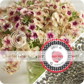 Cà Chua Đen, Cà Chua Beefsteak, Dưa Chuột Tí Hon, Cải Kale, Ớt Mexico...giống Mỹ 100% - 36