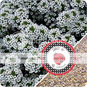 Cà Chua Đen, Cà Chua Beefsteak, Dưa Chuột Tí Hon, Cải Kale, Ớt Mexico...giống Mỹ 100% - 37