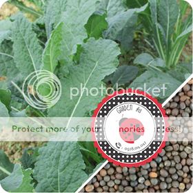 Cà Chua Đen, Cà Chua Beefsteak, Dưa Chuột Tí Hon, Cải Kale, Ớt Mexico...giống Mỹ 100% - 38