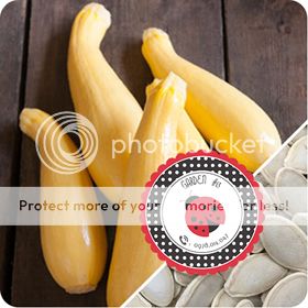 Cà Chua Đen, Cà Chua Beefsteak, Dưa Chuột Tí Hon, Cải Kale, Ớt Mexico...giống Mỹ 100% - 39