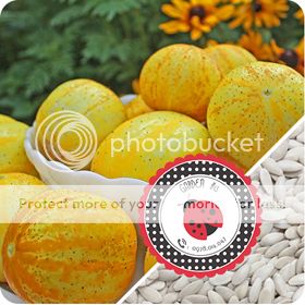 Cà Chua Đen, Cà Chua Beefsteak, Dưa Chuột Tí Hon, Cải Kale, Ớt Mexico...giống Mỹ 100% - 42