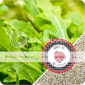 Cà Chua Đen, Cà Chua Beefsteak, Dưa Chuột Tí Hon, Cải Kale, Ớt Mexico...giống Mỹ 100% - 43