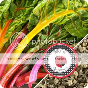 Cà Chua Đen, Cà Chua Beefsteak, Dưa Chuột Tí Hon, Cải Kale, Ớt Mexico...giống Mỹ 100% - 3