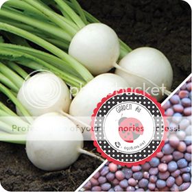 Cà Chua Đen, Cà Chua Beefsteak, Dưa Chuột Tí Hon, Cải Kale, Ớt Mexico...giống Mỹ 100% - 46