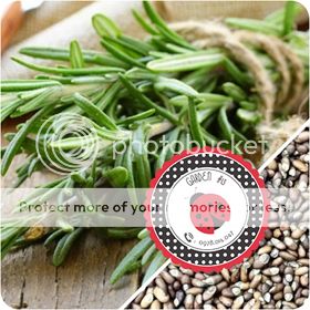 Cà Chua Đen, Cà Chua Beefsteak, Dưa Chuột Tí Hon, Cải Kale, Ớt Mexico...giống Mỹ 100% - 48