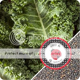 Cà Chua Đen, Cà Chua Beefsteak, Dưa Chuột Tí Hon, Cải Kale, Ớt Mexico...giống Mỹ 100% - 4