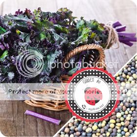 Cà Chua Đen, Cà Chua Beefsteak, Dưa Chuột Tí Hon, Cải Kale, Ớt Mexico...giống Mỹ 100% - 5