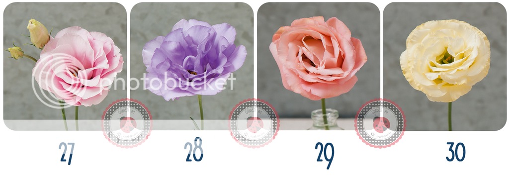 Cà Chua Đen, Cà Chua Beefsteak, Dưa Chuột Tí Hon, Cải Kale, Ớt Mexico...giống Mỹ 100% - 24