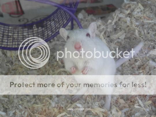 rest in peace Jerry(one of our gerbils) rest in peace Jerry(one of our gerbils)