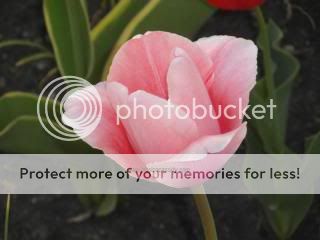 photo tulipsC.jpg